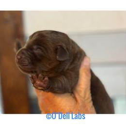 Boy 1 - Chocolate male Labrador Retriever puppy in Sullivan, Missouri from O’Dell Labs