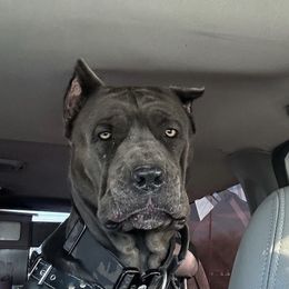 Freya - Cane Corso
