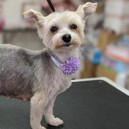 Maltese, Morkies, and Yorkshire Terriers from Maria's Morkies & More