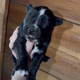 Boy 1 - Black and white male Siberian Husky puppy in Iron River, Wisconsin from Wiemeri Siberians