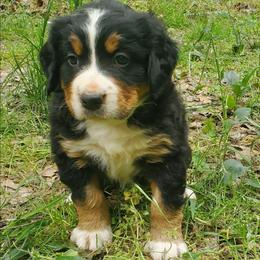 Girl 3 - Black rust and white female Bernese Mountain Dog puppy in Nicholson, Georgia from Bernese Mountain Dogs of Pony Trail Farm