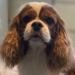 Diesel - Cavalier King Charles Spaniel
