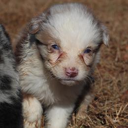 Jade - Red merle female Australian Shepherd puppy in Four Oaks, North Carolina from RoseWest Farms