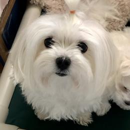 Cleo - Maltese
