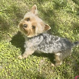 Yorkshire Terrier All Grown Up from Mimi’s AKC Yorkies
