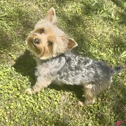 Yorkshire Terrier All Grown Up from Mimi’s AKC Yorkies