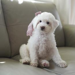Dove - Parti female Goldendoodle puppy in Vancouver, Washington from Blissful Doodles