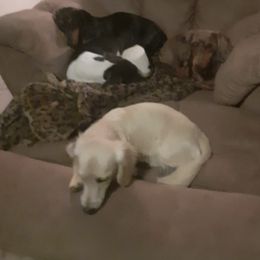 Dachshunds from Darling Dachshund