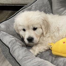 Goldendoodles and Golden Retrievers from Dream Catcher Goldendoodles