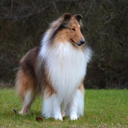 Gilligan - Collie