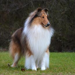Gilligan - Collie