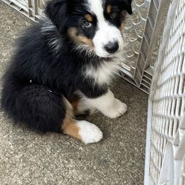 Australian Shepherd Puppies from Dawn Reid