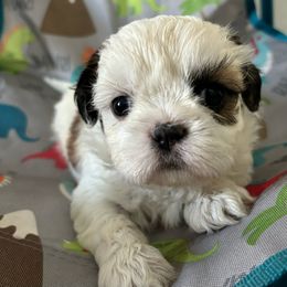 Valentine - Shih Tzu puppy from Riley Family Kennel