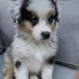 Clyde - Blue merle male Australian Shepherd puppy in Stone Mountain, Georgia from True Blue Friends