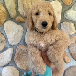 Black - Boy - Red  male Goldendoodle puppy in Kent City, Michigan from Hannah Mae Doodles