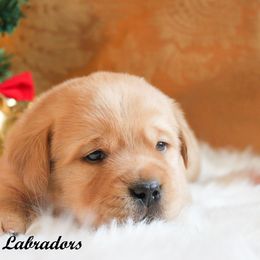 Labrador Retriever Puppies from Günther Labradors