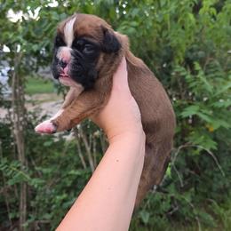 Archie - Fawn male Boxer puppy in Billings, Missouri from Azaleas Euro Boxers & Boston Terriers