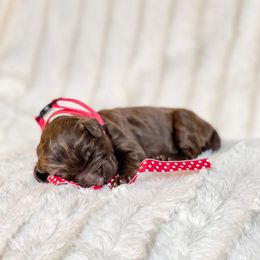 Australian Labradoodle Puppies from Utah Labradoodles