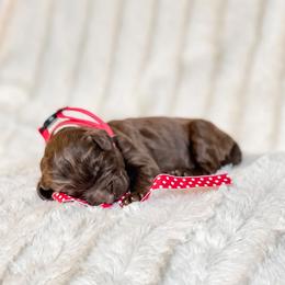 Australian Labradoodle Puppies from Utah Labradoodles