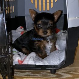 Yorkshire Terrier Puppies from Belle's Yorkie Babies