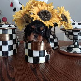 Jack - Black and tan male Cavalier King Charles Spaniel puppy in Villa Rica, Georgia from Georgia Alabama Cavaliers