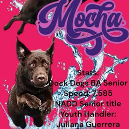 Mocha - Labrador Retriever