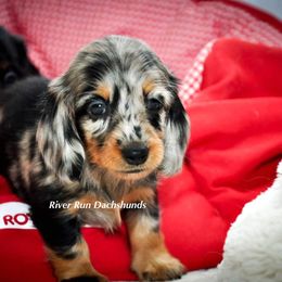 Dachshund Puppies from RRD