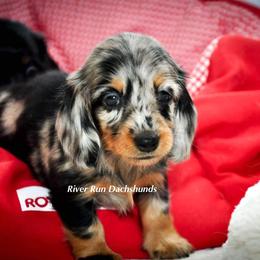 Dachshund Puppies from RRD