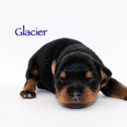 Glacier - Black tri-color male Australian Shepherd puppy in Coldwater, Michigan from Northern Star Australian Shepherds