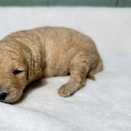 Waffles - Cream male Goldendoodle puppy in Osage City, Kansas from Golden Ridge Goldens