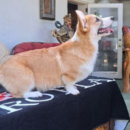 Boy 5 - Pembroke Welsh Corgi puppy in Spotsylvania, Virginia from Cobyco