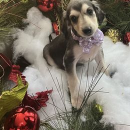 Puppy girl 3 - Blue and cream female Afghan Hound puppy in Carlisle, Pennsylvania from Winterberry Afghan Hounds