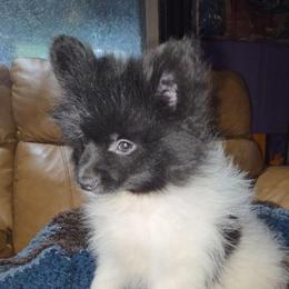 Hunnibunnies Venus - Black parti female Pomeranian puppy in Cleveland, Ohio from Hunnibunnies