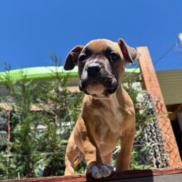Teddy - Fawn male American Pit Bull Terrier puppy in Stanwood, Washington from Barajas Family Ranch