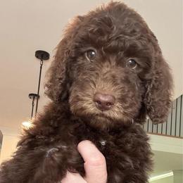 Red collar - Chocolate male Goldendoodle puppy in Christiana, Tennessee from Rechlicz Family Doodles