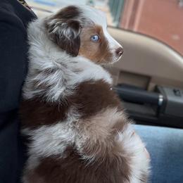 Seven - Red merle female Miniature Australian Shepherd puppy in North Lakeport, California from Wild Rose Ranch