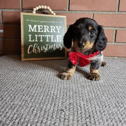 Dachshund Puppies from Stoney Mountain Mini Doxies