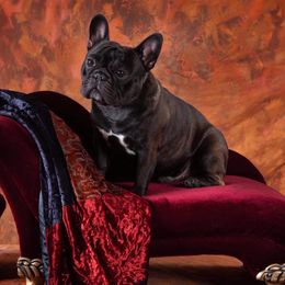 French Bulldogs from Morgenstern's French Bulldogs