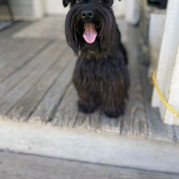 Miniature Schnauzer Puppies from Prestigious Schnuazers