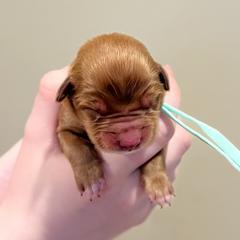Because - Red female Nova Scotia Duck Tolling Retriever puppy in Albany, New York from Sardonyx Canines