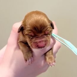 Because - Red female Nova Scotia Duck Tolling Retriever puppy in Albany, New York from Sardonyx Canines