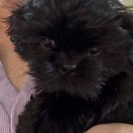 Sapphire - Black female Shih Tzu puppy in Covington, Georgia from Top Hats 2  Shih Tzu’s