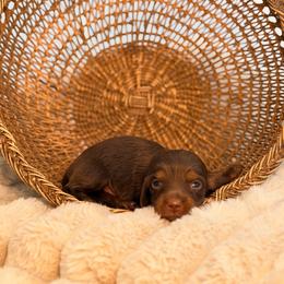 Henry - Chocolate and tan male Dachshund puppy in Red Bluff, California from Down The Hill Potterdale