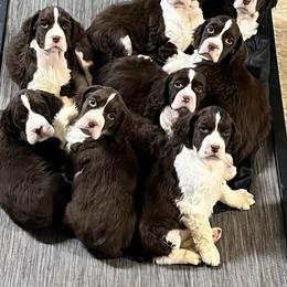 English Springer Spaniel Puppies from Foxboro Farm