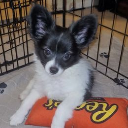 Girl 2 - Black red and white female Papillon puppy in Florida from Tammy's Papillon Playpen
