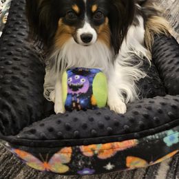 Papillon All Grown Up from Finale Farm Papillons