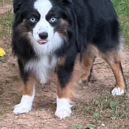 Rip - Toy Australian Shepherd