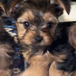Penny CKC - Blue and gold female Yorkshire Terrier puppy in Cape Coral, Florida from Katherine’s Yorkies and Poodles