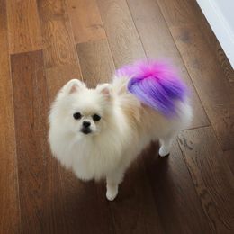 Marshi - Pomeranian