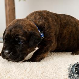 Sarge - Chestnut brindle male Cane Corso puppy in Warren, Ohio from Northeast Ohio Cane Corso